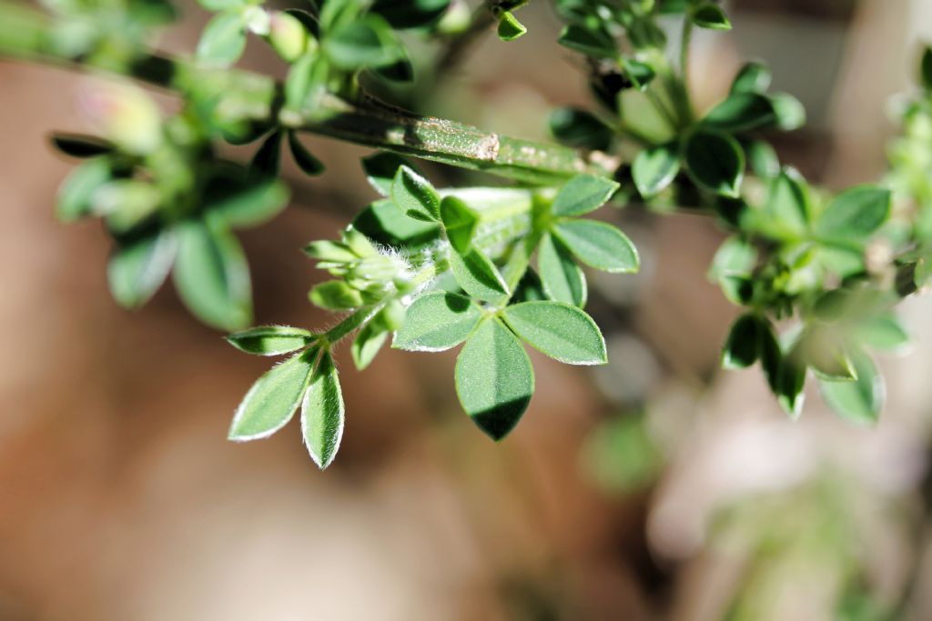 Cytisus scoparius